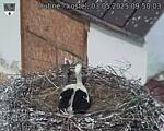 Capi_Dubne_20250503_095003.jpg