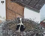 Capi_Dubne_20250503_100003.jpg