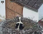 Capi_Dubne_20250503_100503.jpg