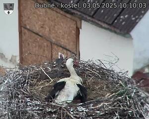 Capi_Dubne_20250503_101003.jpg (1350 x 1080)
