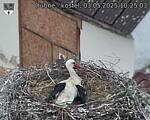Capi_Dubne_20250503_102503.jpg
