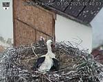 Capi_Dubne_20250503_104003.jpg