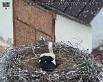 Capi_Dubne_20250503_104503.jpg
