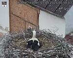 Capi_Dubne_20250503_105003.jpg