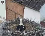 Capi_Dubne_20250503_105503.jpg