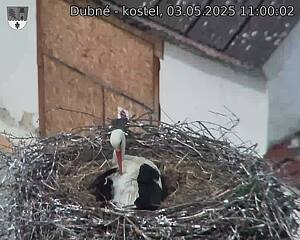 Capi_Dubne_20250503_110002.jpg (1350 x 1080)