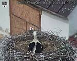 Capi_Dubne_20250503_110502.jpg