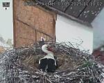 Capi_Dubne_20250503_111002.jpg
