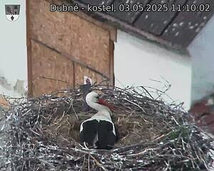 Capi_Dubne_20250503_111002.jpg (1350 x 1080)