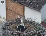 Capi_Dubne_20250503_111503.jpg