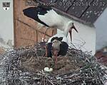 Capi_Dubne_20250503_112002.jpg