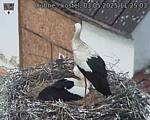 Capi_Dubne_20250503_112503.jpg