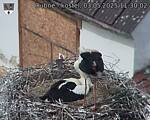 Capi_Dubne_20250503_113002.jpg