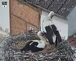 Capi_Dubne_20250503_114003.jpg