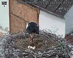Capi_Dubne_20250503_114502.jpg
