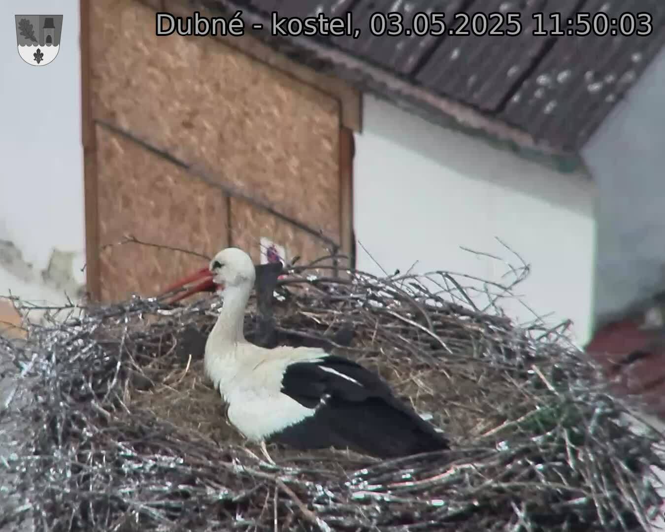 Capi_Dubne_20250503_115003.jpg (1350 x 1080)