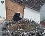 Capi_Dubne_20250503_120503.jpg