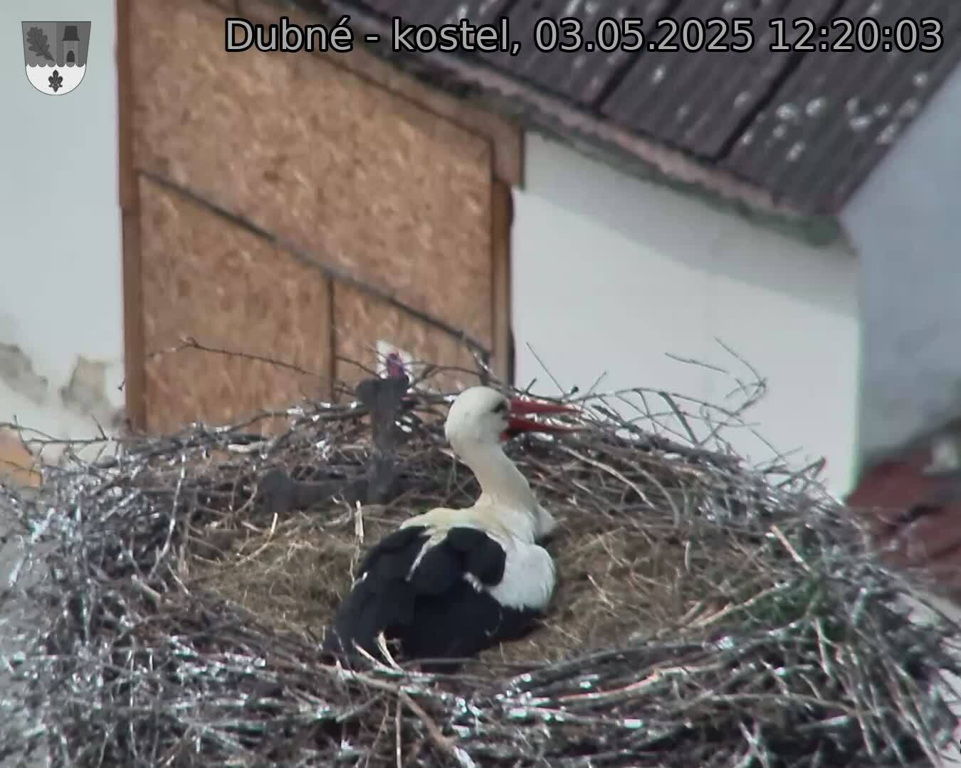 Capi_Dubne_20250503_122003.jpg (1350 x 1080)