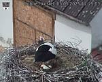 Capi_Dubne_20250503_122503.jpg
