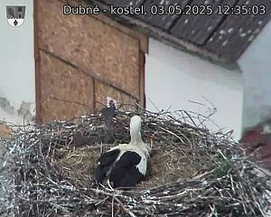 Capi_Dubne_20250503_123503.jpg (1350 x 1080)