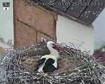 Capi_Dubne_20250503_130002.jpg
