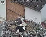 Capi_Dubne_20250503_131002.jpg