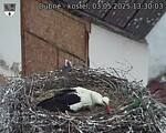 Capi_Dubne_20250503_133003.jpg