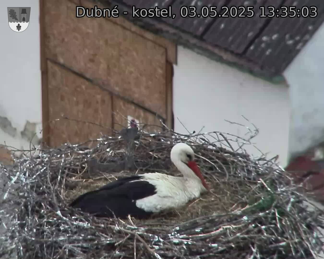 Capi_Dubne_20250503_133503.jpg (1350 x 1080)