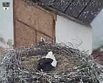 Capi_Dubne_20250503_142503.jpg