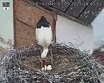 Capi_Dubne_20250503_144502.jpg