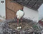 Capi_Dubne_20250503_151503.jpg