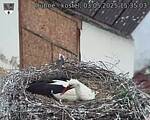 Capi_Dubne_20250503_153503.jpg