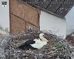 Capi_Dubne_20250503_154503.jpg