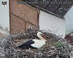 Capi_Dubne_20250503_155002.jpg