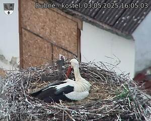 Capi_Dubne_20250503_160503.jpg (1350 x 1080)