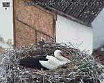 Capi_Dubne_20250503_161503.jpg