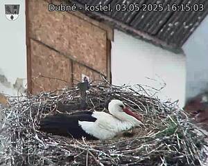 Capi_Dubne_20250503_161503.jpg (1350 x 1080)