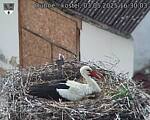 Capi_Dubne_20250503_163003.jpg