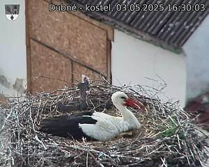Capi_Dubne_20250503_163003.jpg (1350 x 1080)