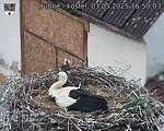 Capi_Dubne_20250503_165003.jpg