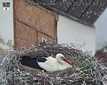 Capi_Dubne_20250503_170003.jpg