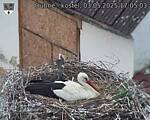 Capi_Dubne_20250503_170503.jpg