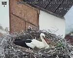 Capi_Dubne_20250503_172003.jpg