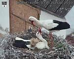 Capi_Dubne_20250503_172503.jpg