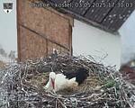 Capi_Dubne_20250503_173003.jpg