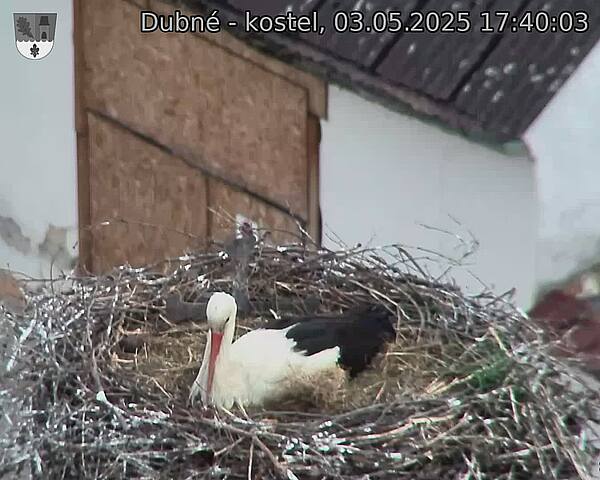 Capi_Dubne_20250503_174003.jpg (1350 x 1080)
