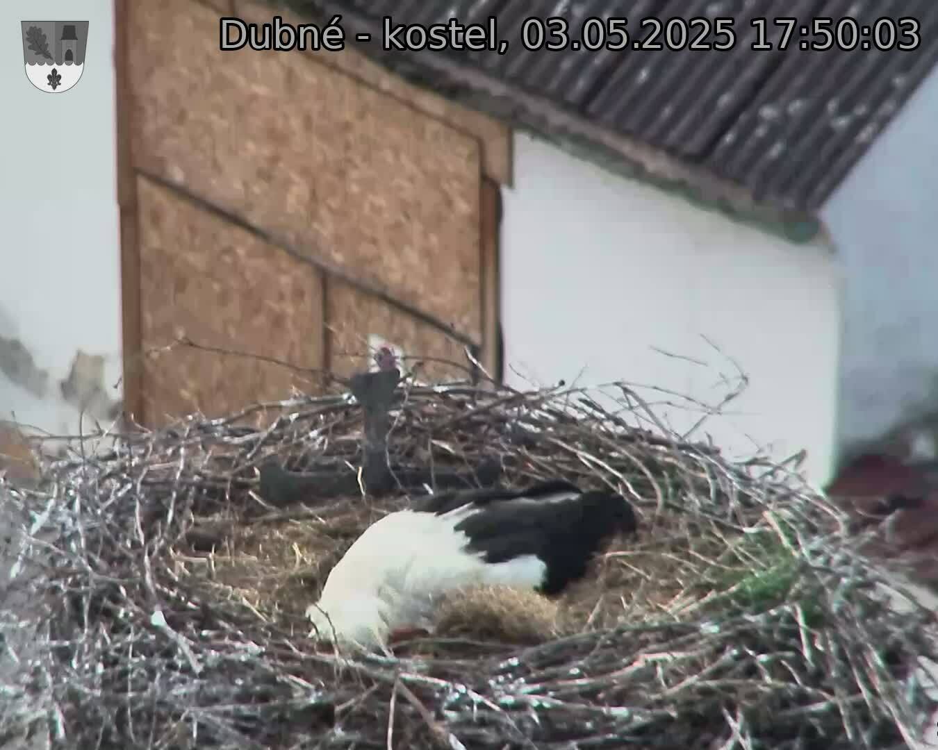 Capi_Dubne_20250503_175003.jpg (1350 x 1080)