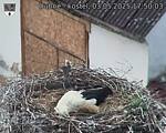 Capi_Dubne_20250503_175003.jpg