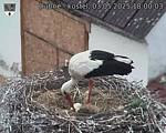 Capi_Dubne_20250503_180003.jpg