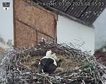 Capi_Dubne_20250503_180503.jpg